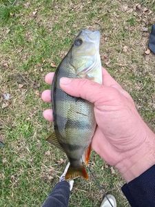 European Perch