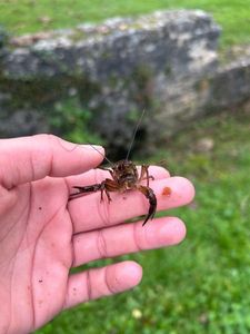 Red Swamp Crayfish