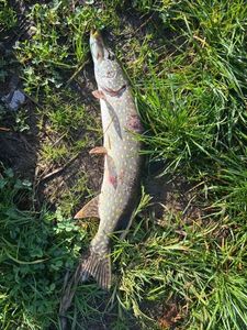 Northern Pike