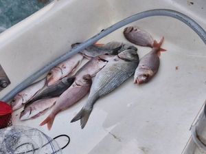 White Seabream
