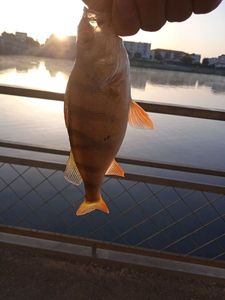European Perch