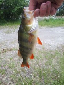 European Perch