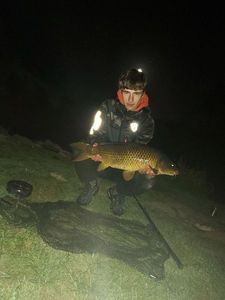 Common Carp