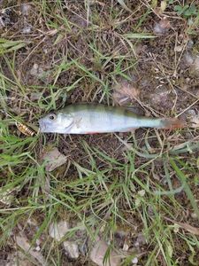 European Perch