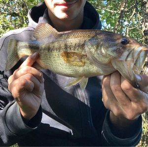 Largemouth Bass