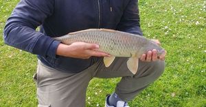 Common Carp