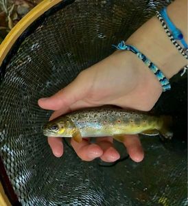 Brown Trout