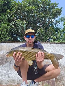 Common Carp