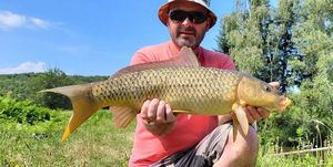 Common Carp