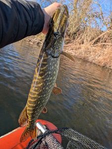 Northern Pike