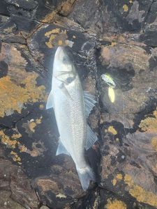 European Bass (Seabass)