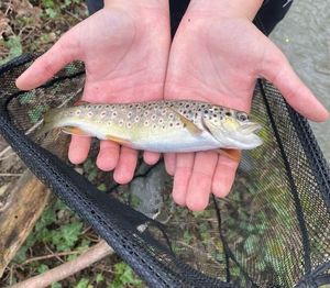 Brown Trout