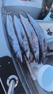 Wahoo