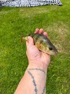 European Perch