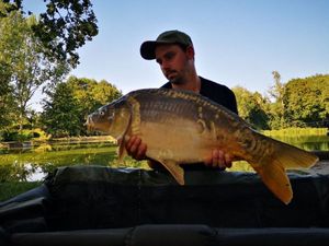 Mirror Carp