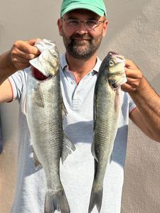 European Bass (Seabass)