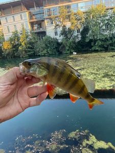 European Perch