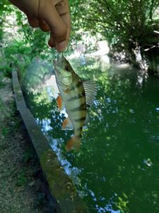 European Perch