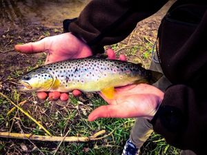 Brown Trout