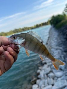 European Perch