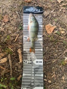 European Perch