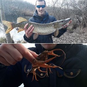 Northern Pike