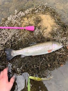 Rainbow Trout