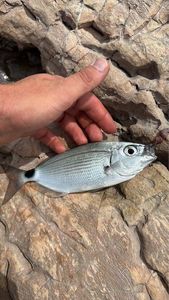 Saddled Seabream