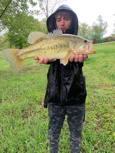 Largemouth Bass