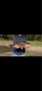 Largemouth Bass