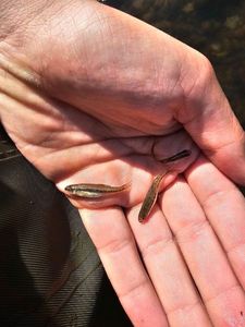Common Minnow