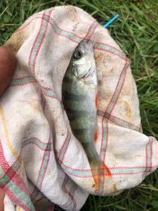 European Perch