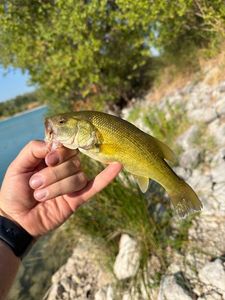 Largemouth Bass