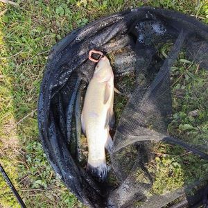 Tench