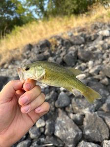 Largemouth Bass