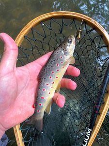 Brown Trout