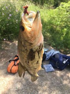 Smallmouth Bass