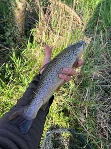 Brown Trout