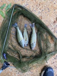 Smallmouth Bass