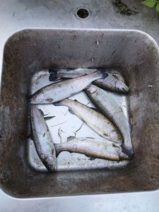 Rainbow Trout