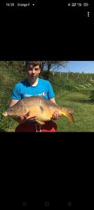 Common Carp