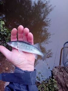 Zander