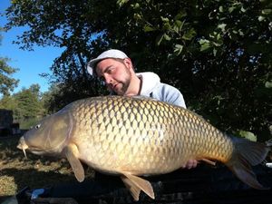 Common Carp