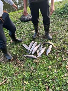 Rainbow Trout