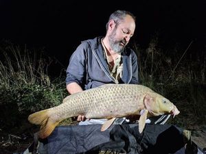 Common Carp