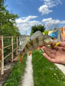 European Perch