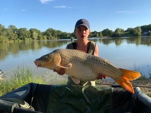 Common Carp