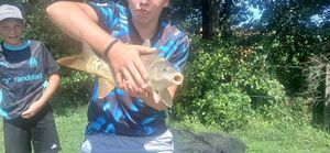 Mirror Carp