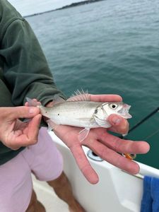 European Bass (Seabass)