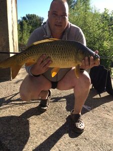 Common Carp